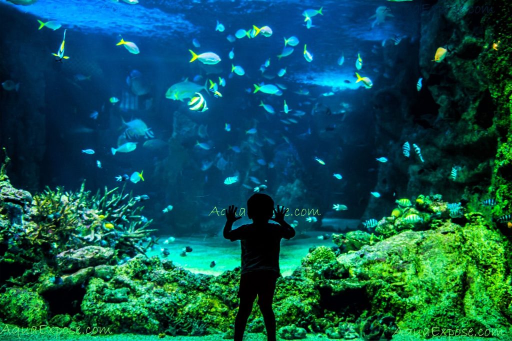 AquaExpose.com